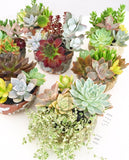 Assorted Succulent Garden Stoneware Pot - Soul Made Boutique