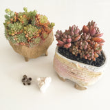 Collector's Succulent Plant Stoneware Pot