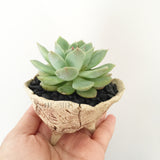 Collector's Succulent Plant Stoneware Pot