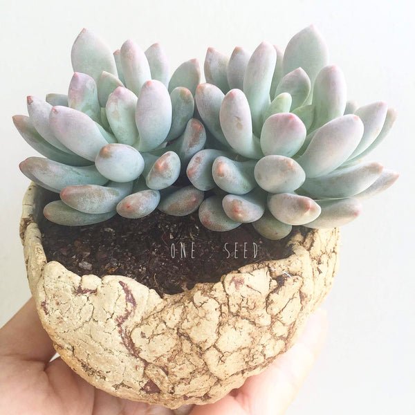 Collector's Succulent Plant Stoneware Pot - Soul Made Boutique