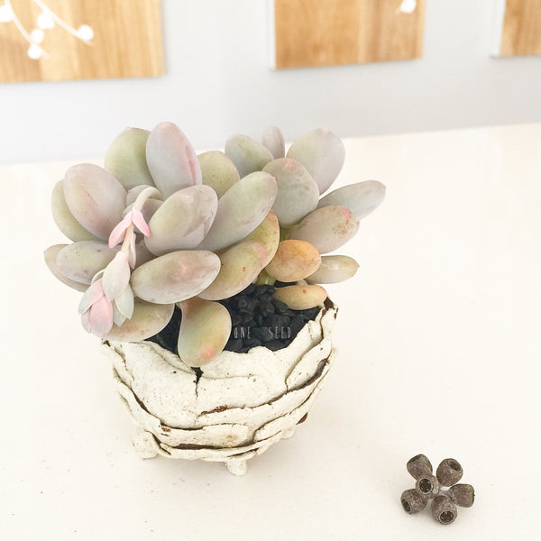 Collector's Succulent Plant Stoneware Pot