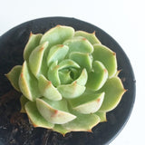 Plant - Echeveria Ben Badis