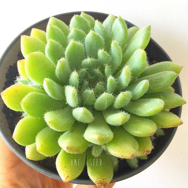 Plant - Echeveria Sp