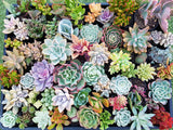 Assorted Succulent Plants
