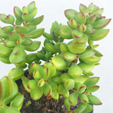 Plant - Crassula Brevifolia