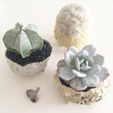 Collector's Plant Geometry Cube Pot - Soul Made Boutique