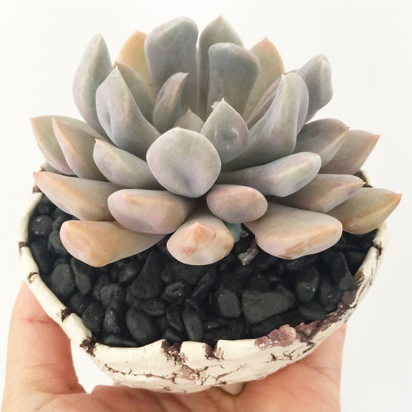 Collector's Succulent Plant Stoneware Pot