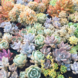 Plant - Echeveria X Bunnings