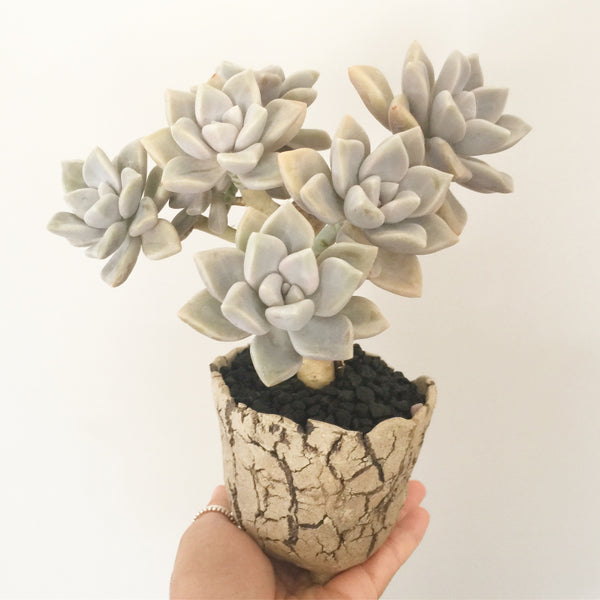 Collector's Succulent Plant Stoneware Pot