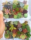 Assorted Succulent Cuttings (Miniatures) - Soul Made Boutique