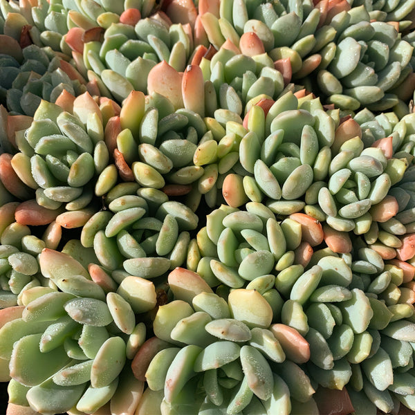 Plant - Pachyveria Moonglow