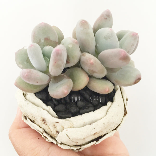 Collector's Succulent Plant Stoneware Pot