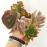 Assorted Succulent Cuttings (Large) - Soul Made Boutique