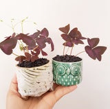 Collector's Succulent Plant Handmade Watercolour Pot - Oxalis