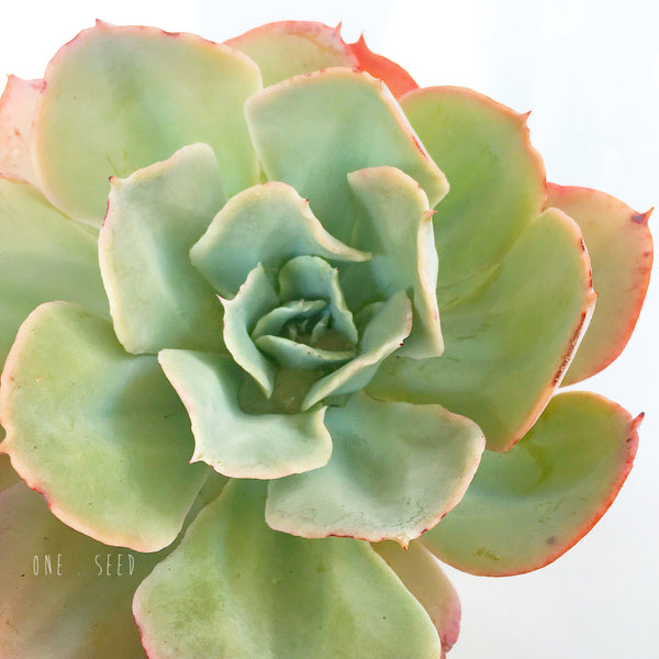 Plant - Echeveria White Rose