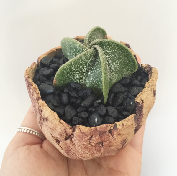 Collector's Succulent Plant Stoneware Pot