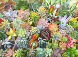 Assorted Succulent Cuttings (Large) - Soul Made Boutique
