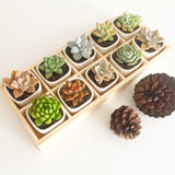 Assorted Succulent Cuttings (Rosette) Wooden Crate Square Pots - Soul Made Boutique