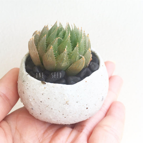 Collector's Succulent Plant Stoneware Pot - Soul Made Boutique