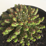 Plant - Euphorbia Pugniformis