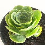 Plant - Aeonium Greenovia Aurea