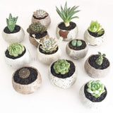 Collector's Succulent Plant Stoneware Pot