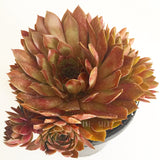 Plant - Sempervivum Pacific Red Rose
