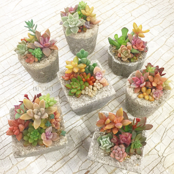Assorted Succulent Garden Mini - Soul Made Boutique
