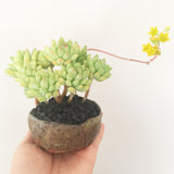 Collector's Succulent Plant Stoneware Pot