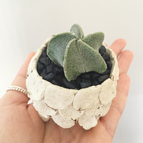 Collector's Succulent Plant Stoneware Pot