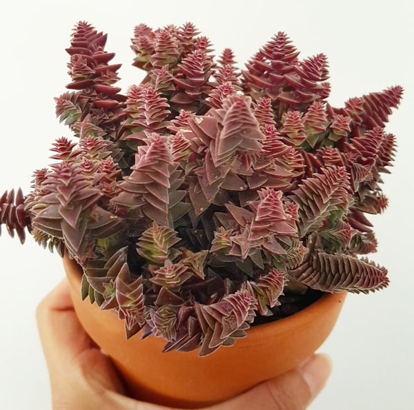 Collector's Succulent Plant Terracotta Pot
