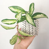 Collector's Plant Geometry Cube Pot - Soul Made Boutique