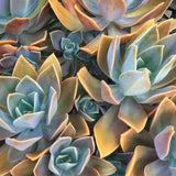 Plant - Graptoveria Fred Ives
