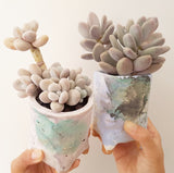 Collector's Succulent Plant Handmade Watercolour Pot - Pachyveria Blue Haze