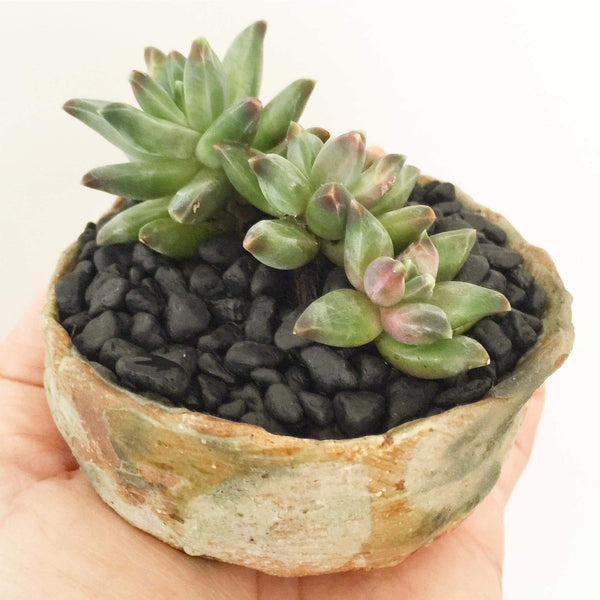 Collector's Succulent Plant Stoneware Pot - Soul Made Boutique