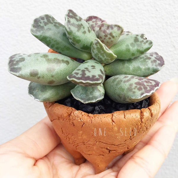 Collector's Succulent Plant Stoneware Pot