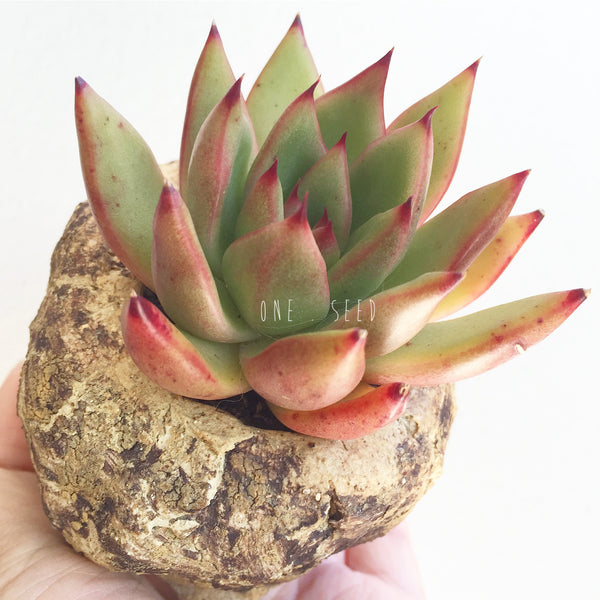 Collector's Succulent Plant Stoneware Pot - Soul Made Boutique