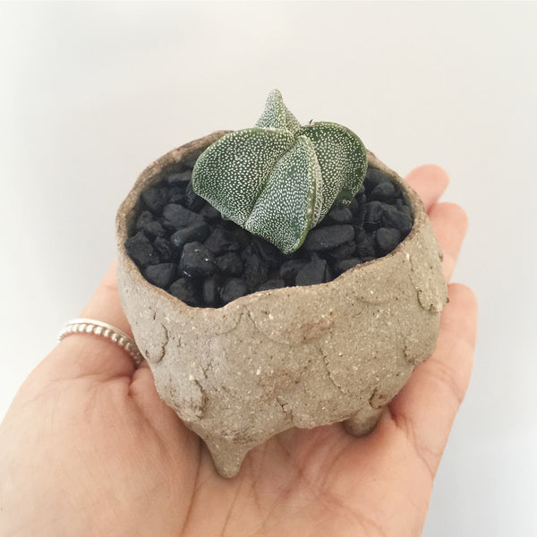 Collector's Succulent Plant Stoneware Pot