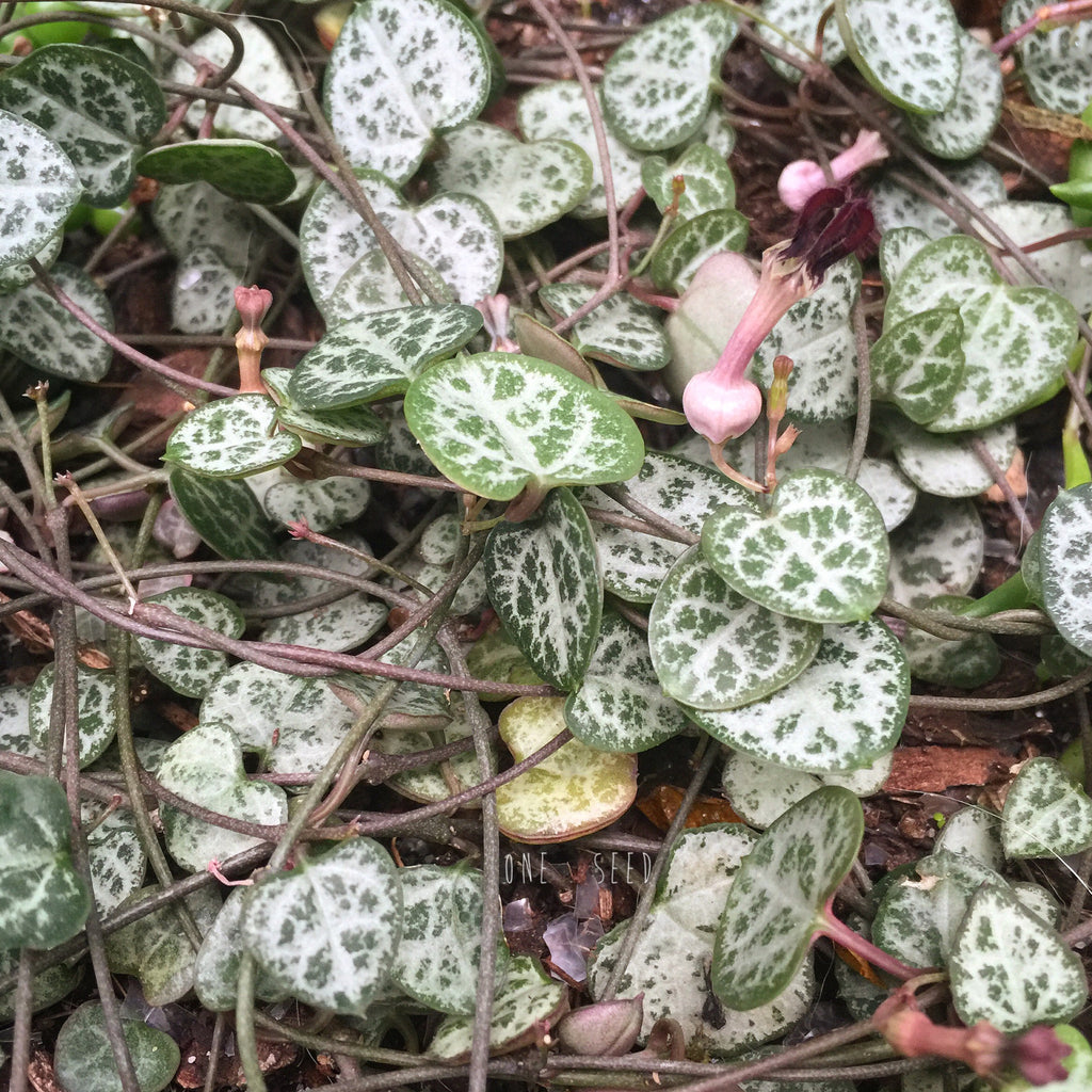 Plant - Ceropegia Woodii (Chain of Hearts)