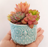 Assorted Succulent Garden Owl Pot