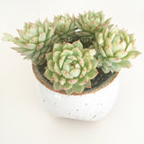 Collector's Succulent Plant Speckled Footed Pot - Soul Made Boutique