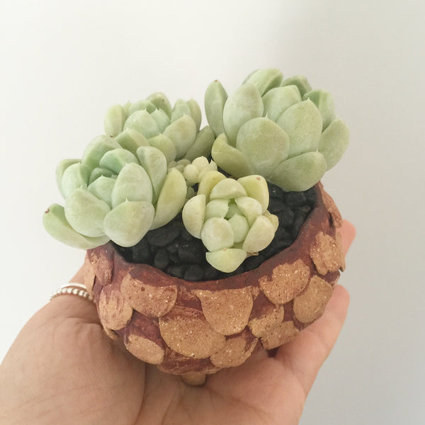 Collector's Succulent Plant Stoneware Pot