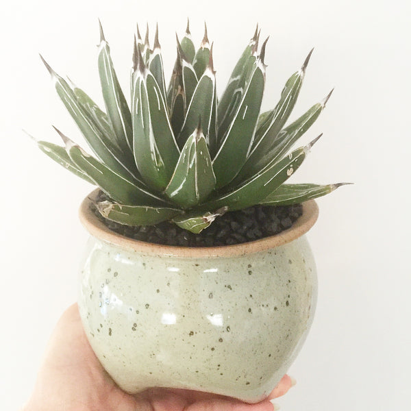 Collector's Succulent Plant Speckled Footed Pot