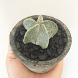 Collector's Succulent Plant Concrete Pot - Soul Made Boutique