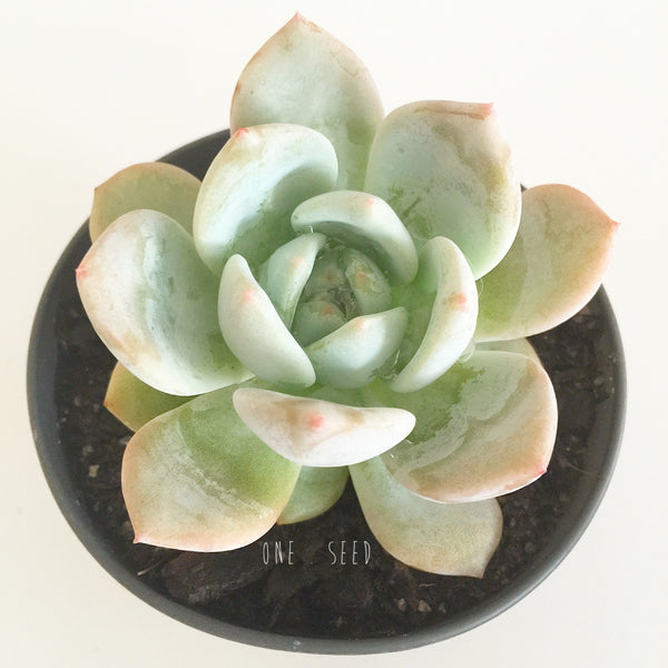 Plant - Echeveria Monroe