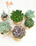 Collector's Succulent Plant Stoneware Pot