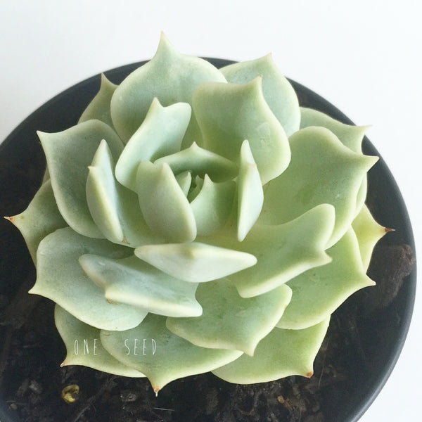 Plant - Echeveria Sp