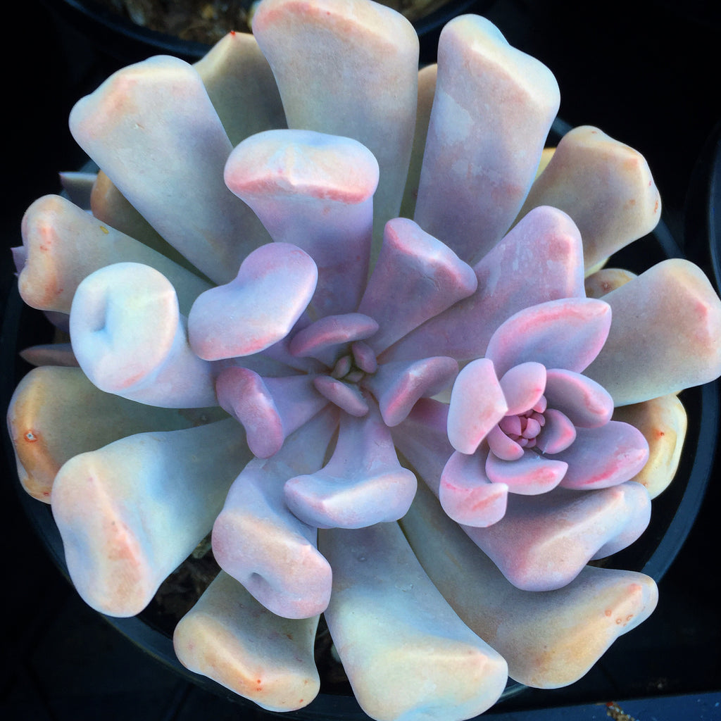 Plant - Graptoveria Lilac Spoons
