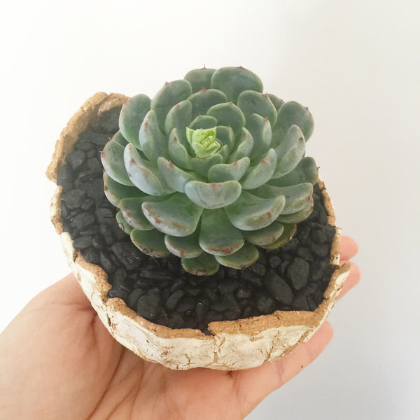 Collector's Succulent Plant Stoneware Pot