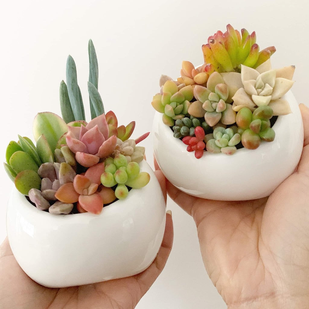 Assorted Succulent Chubby Footed Pot Candy Garden